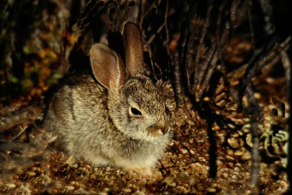 Bunny-Rabbit.jpg