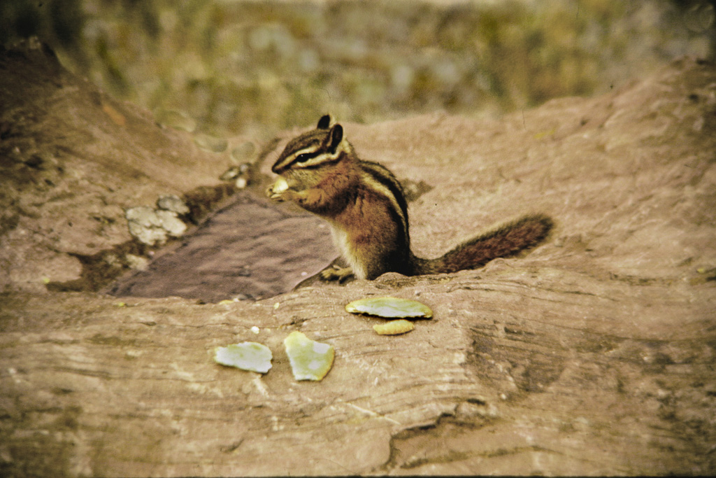 Chipmonk.jpg