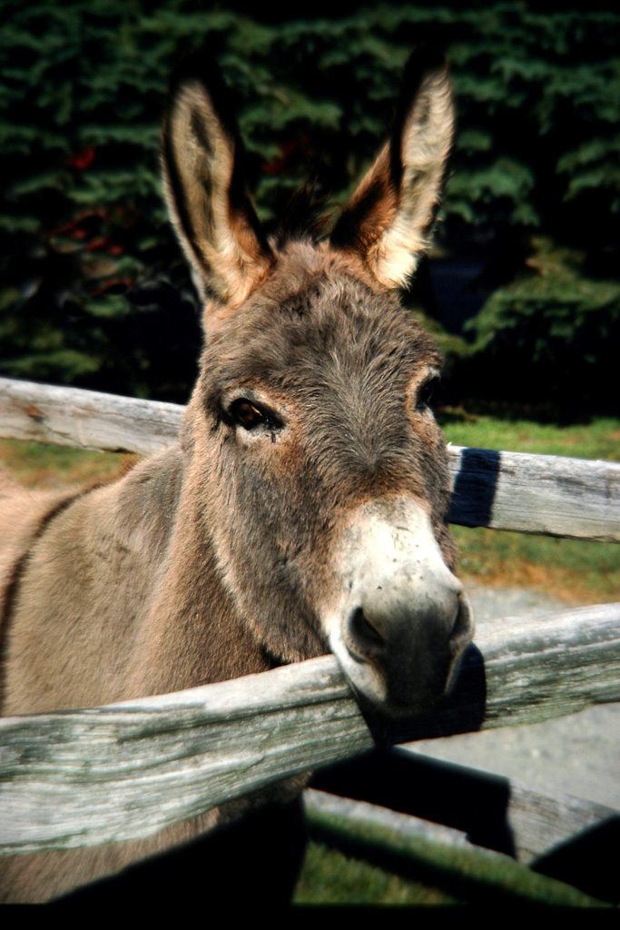 Donkey.jpg