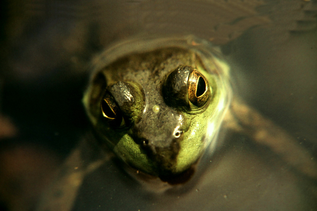 Frog-Eyes.jpg
