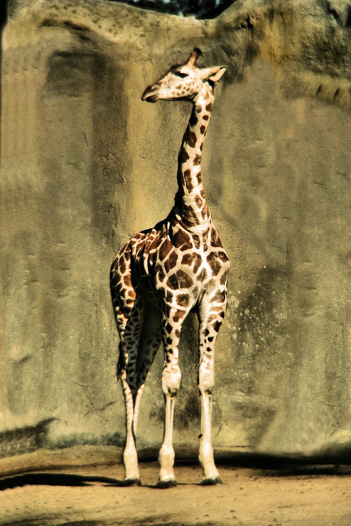 Giraff.jpg