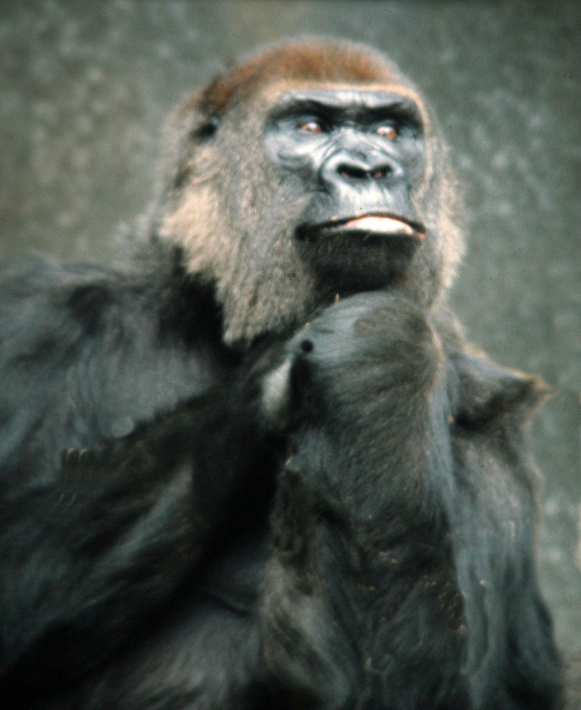 Gorilla-Thinking.jpg