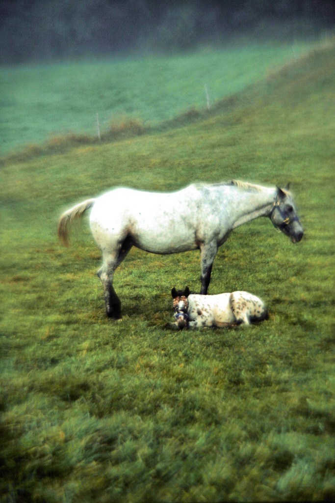 Horse-with-Colt.jpg