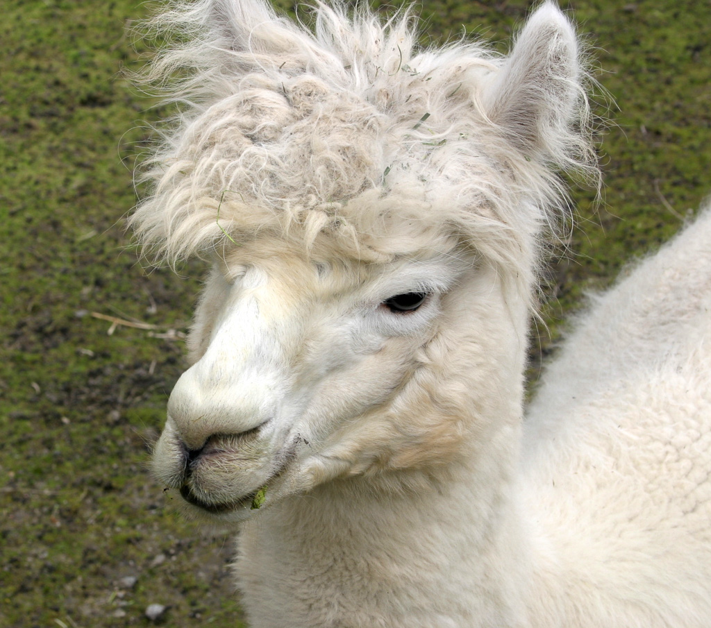 Llama.jpg