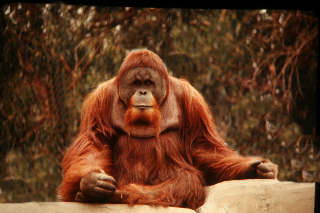 Orangutang-5.jpg