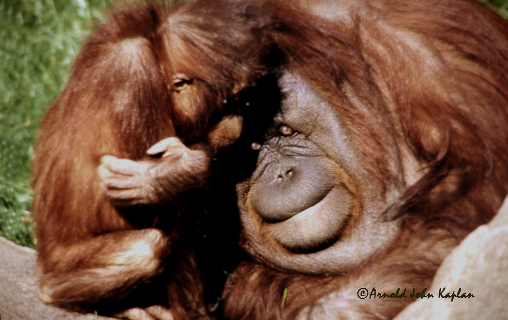 Orangutang-and-Baby--1.jpg