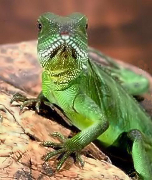 Iguana.jpg