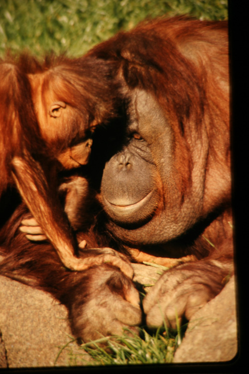 Orangutang---Baby.jpg