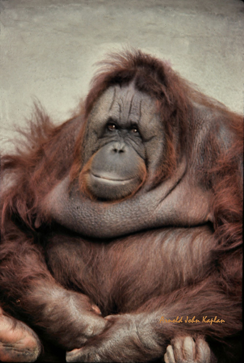 Orangutang--4.jpg