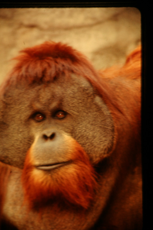 Orangutang-2.jpg