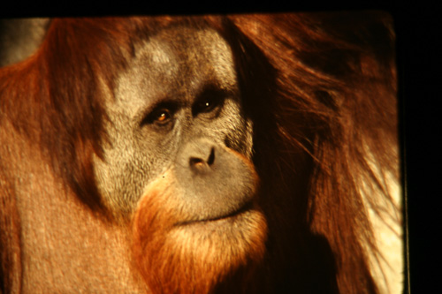 Orangutang.jpg