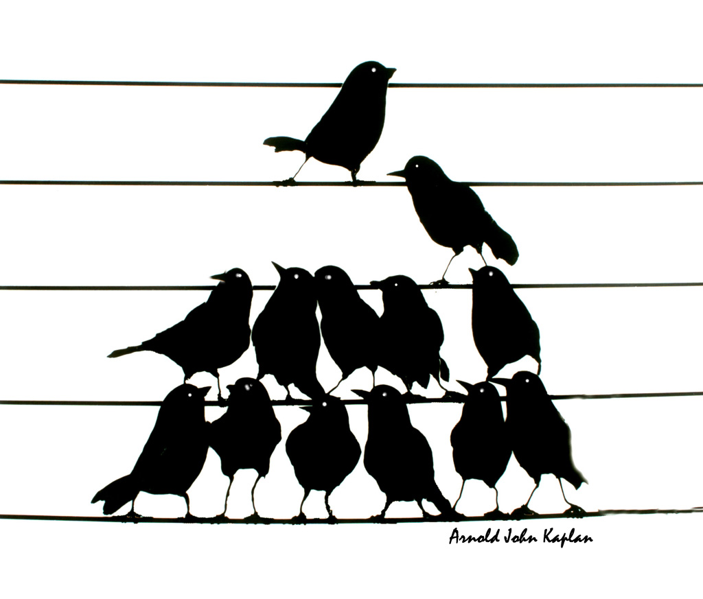 Bird-Chorus--1.jpg