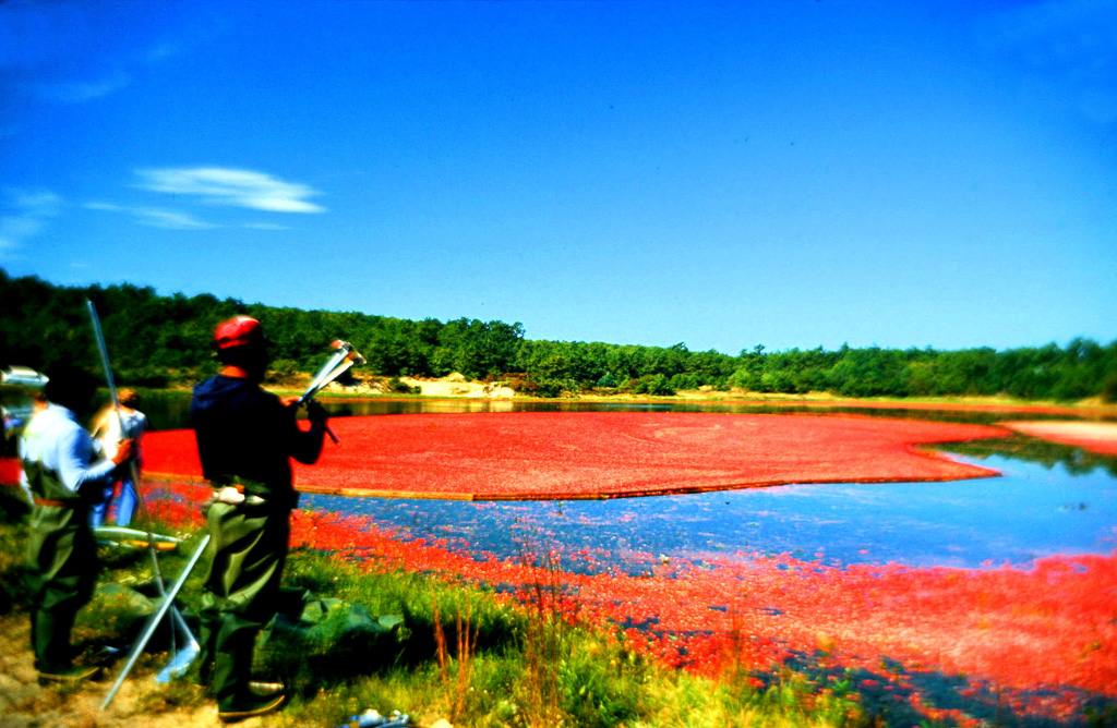 Cranberry-Harvest--2.jpg