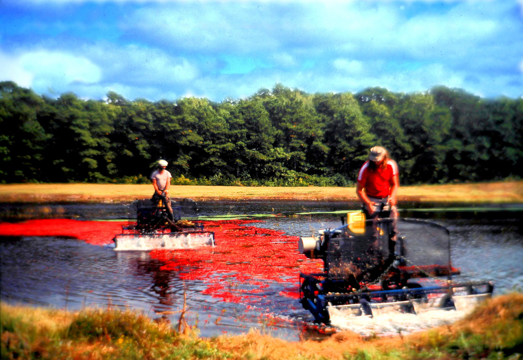 Cranberry-Harvest-3.jpg