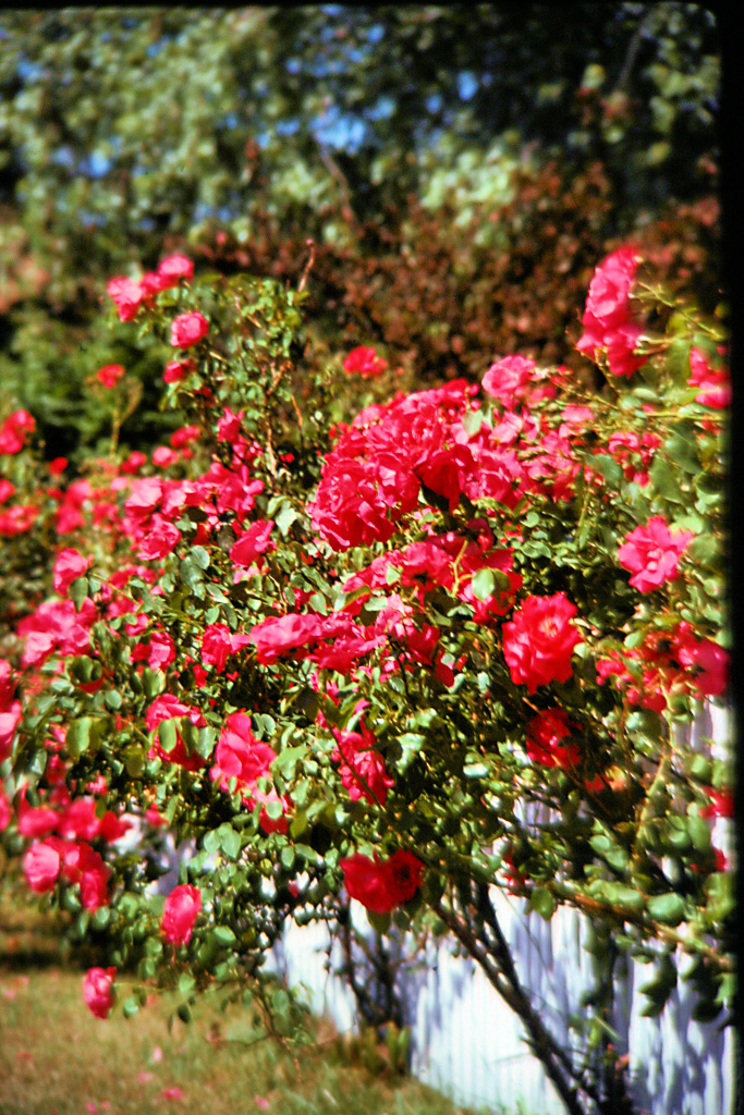 -Rose-On-Fence.jpg