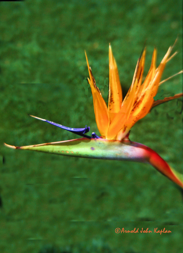 Bird-Of-Paradise.jpg