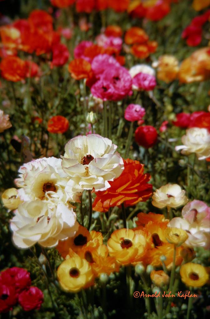 Field-Of-Flowers.jpg