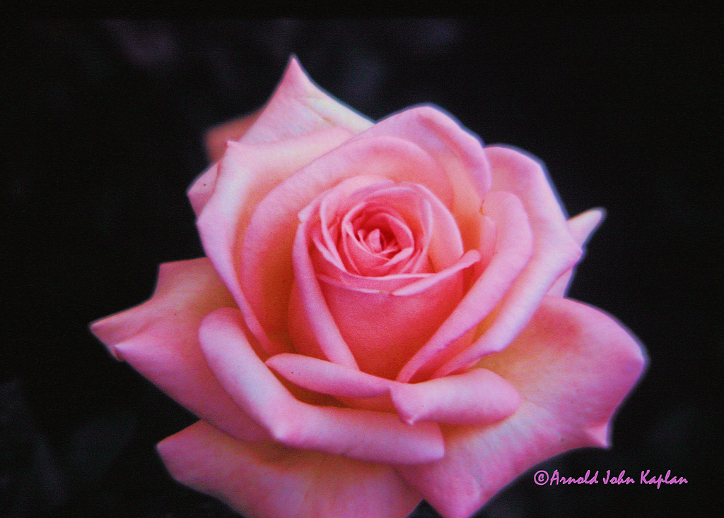 Pink-Rose--1.jpg