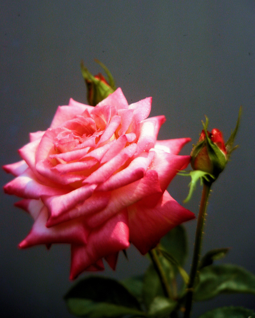 Pink-Rose-Two-Buds-2.jpg