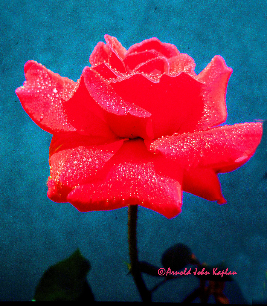Red-Rose--1.jpg