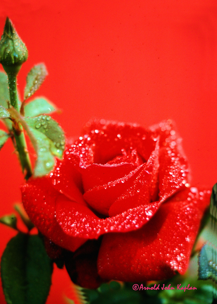 Red-Rose--2.jpg