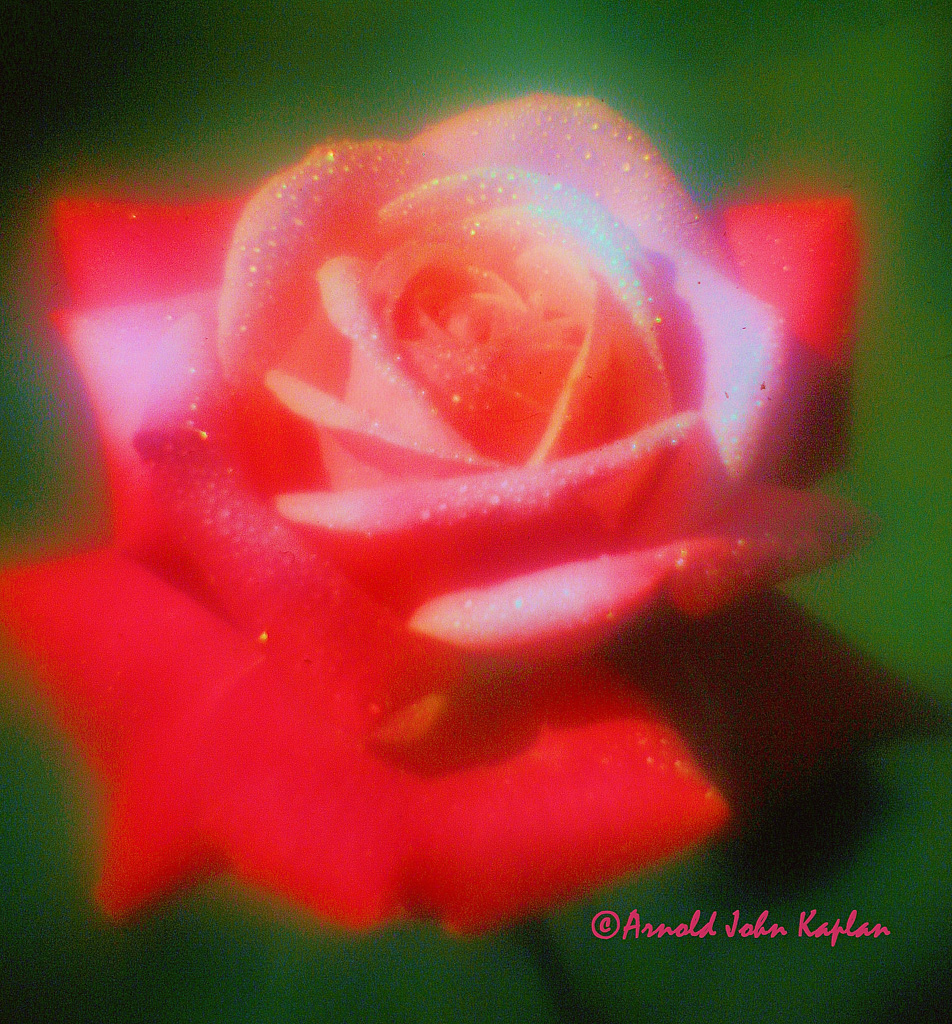 Red-Rose--4.jpg