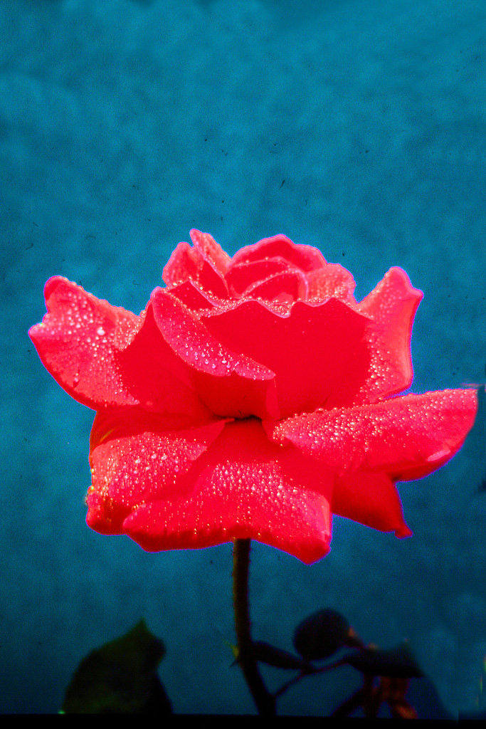 Red-Rose--5.jpg