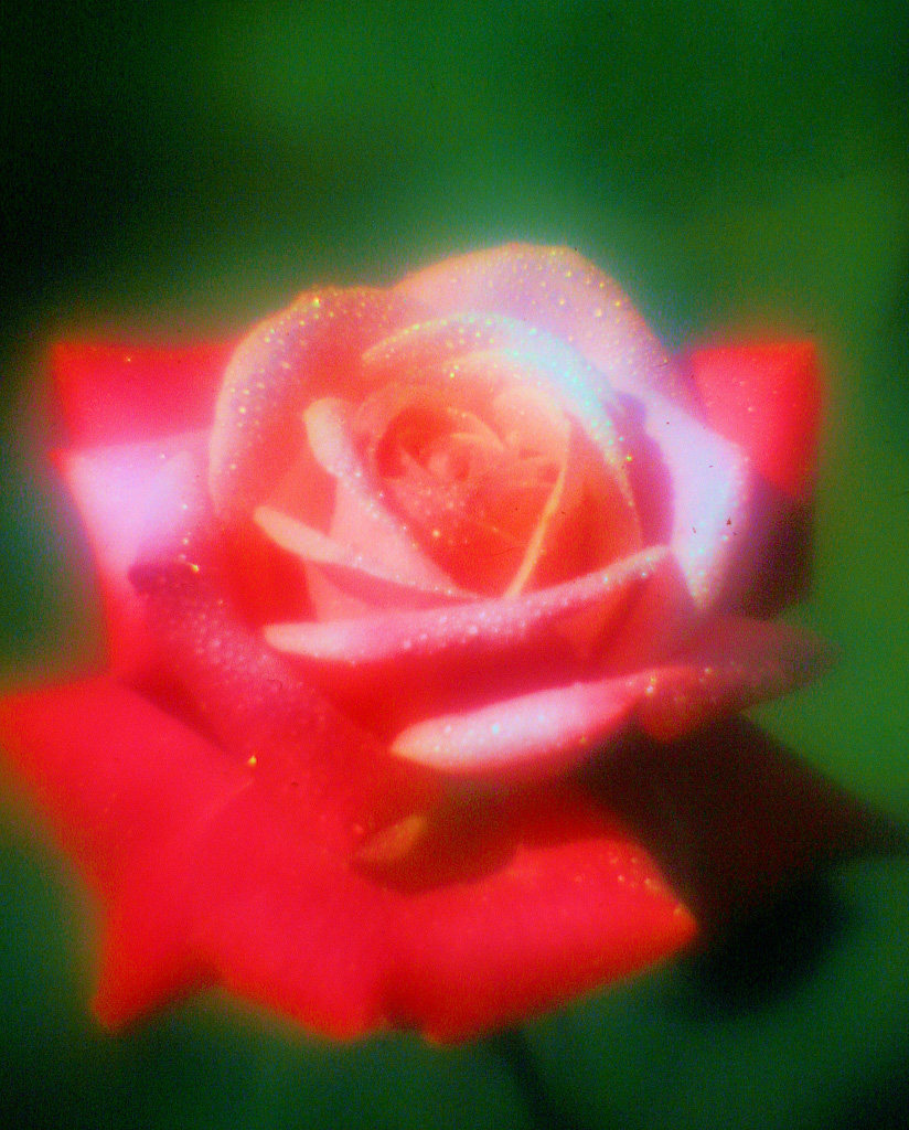 Red-Rose--6.jpg