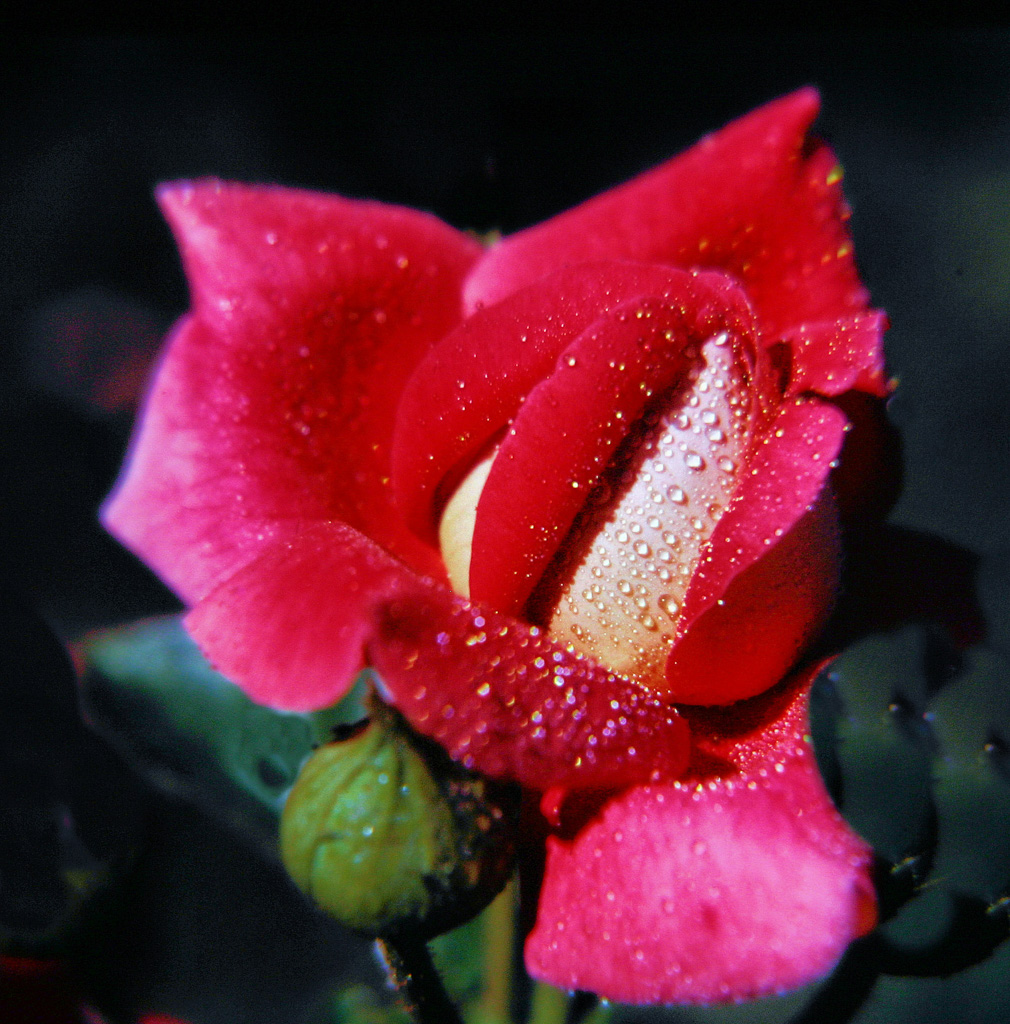 Red-Rose-Bud.jpg