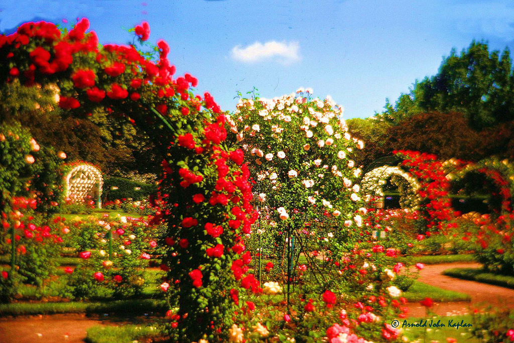 Rose-Garden-Boston.jpg