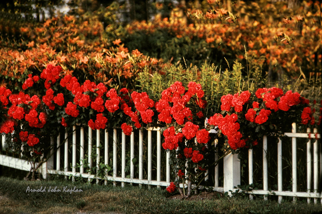 Roses-On-Fence.jpg