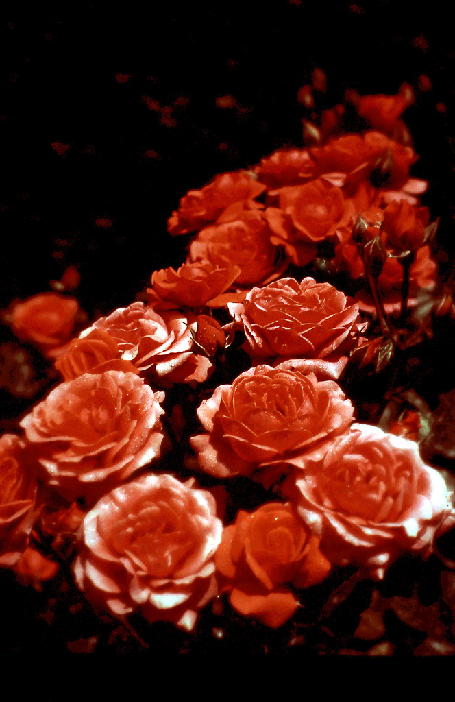 Roses.jpg