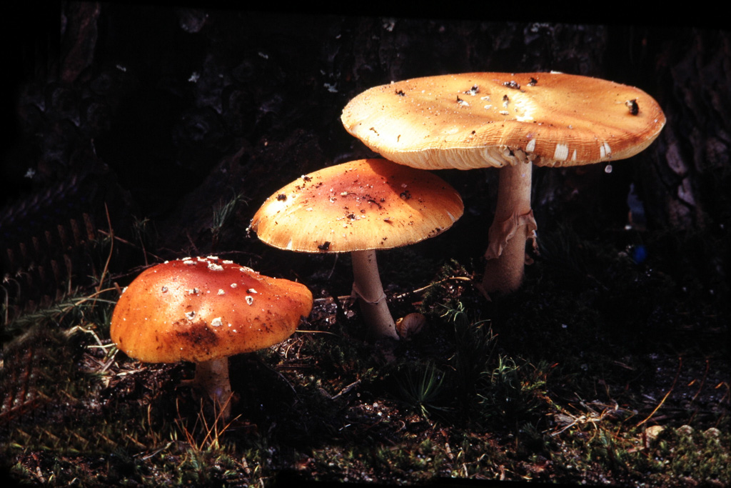 Three-Mushrooms.jpg