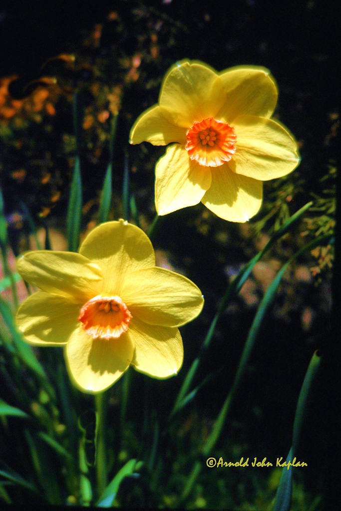 Two-Yellow-Daffodils.jpg