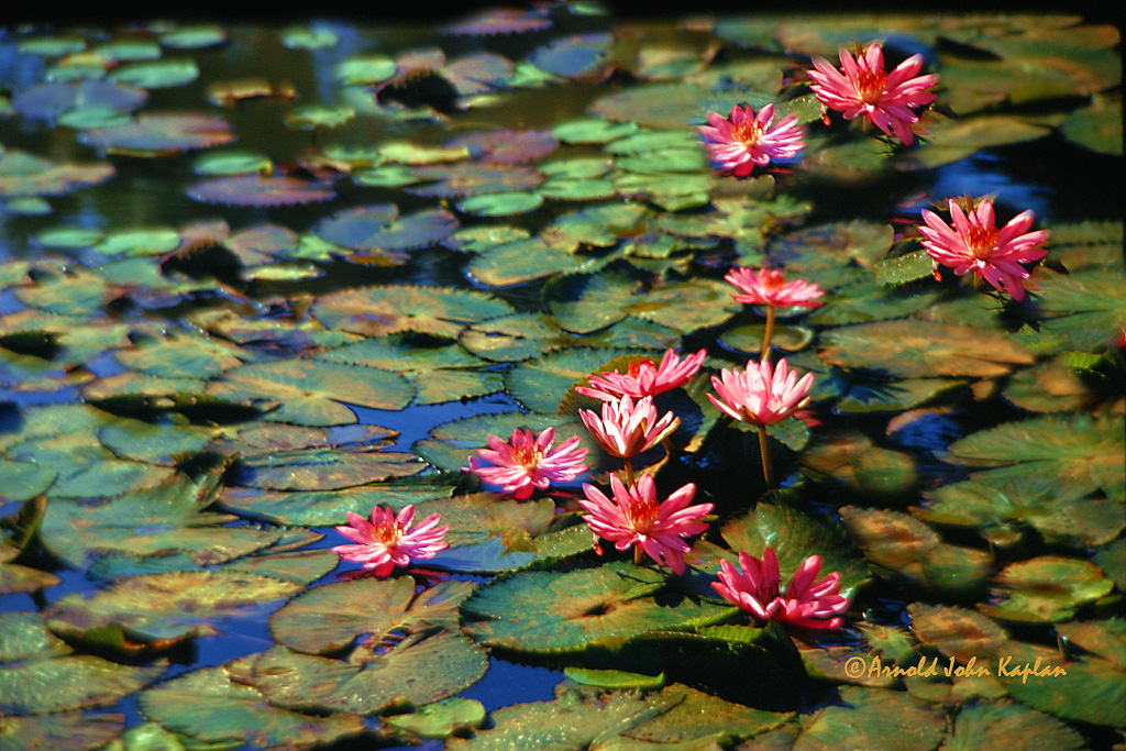 Water-Flowers.jpg