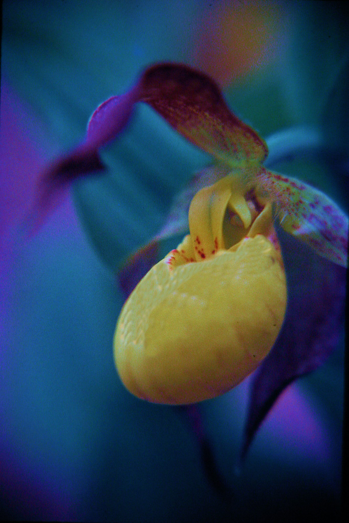 Yellow-Orchid-Slipper.jpg