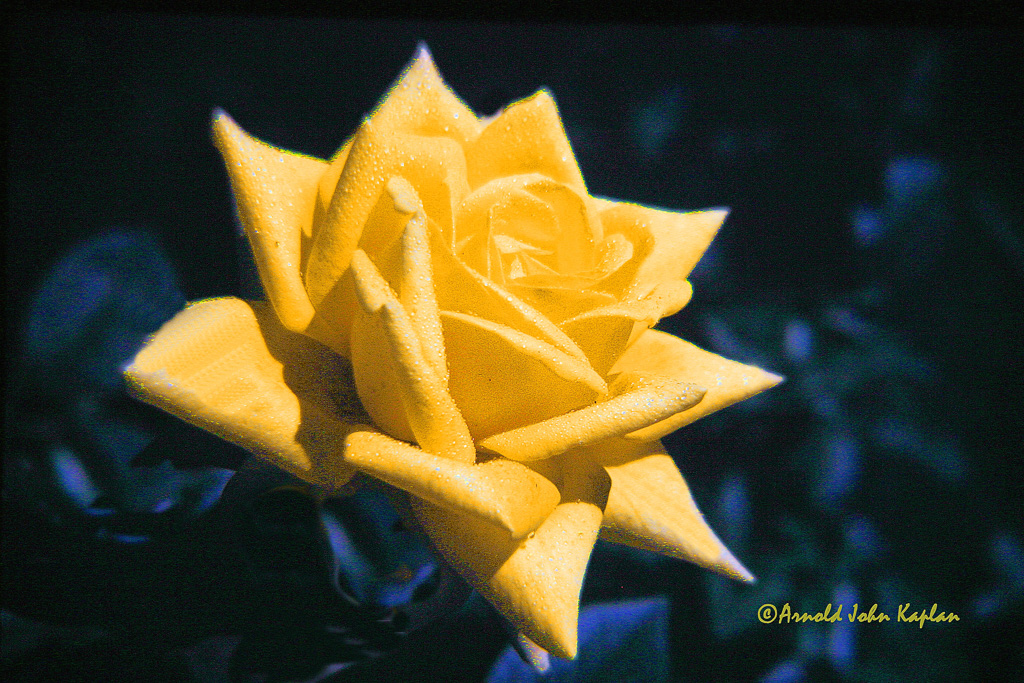 Yellow-Rose--1.jpg