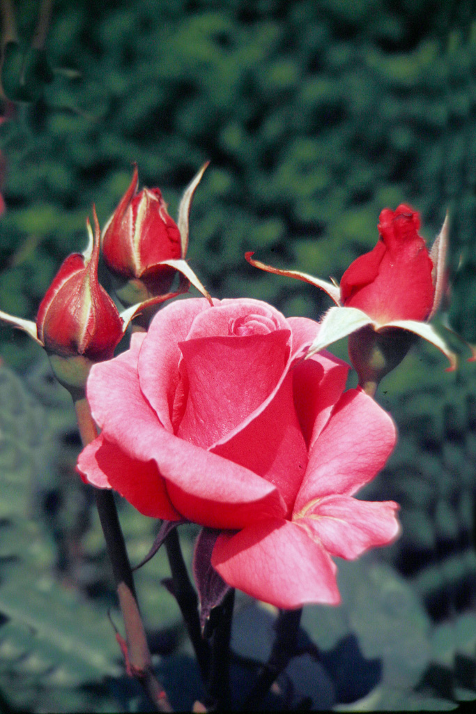 Z-PinkRose-and-Buds_0127.jpg