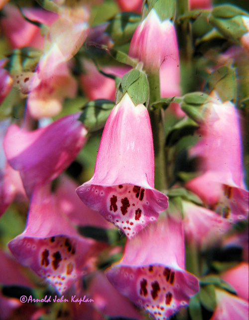 Canterbury-Bells.jpg