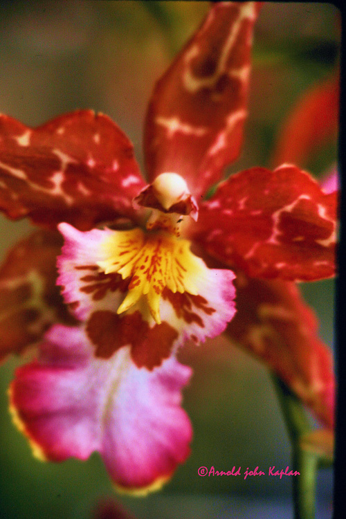 Orchid--2.jpg