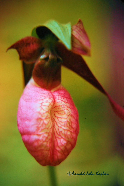 Pink-Lady-Slipper.jpg