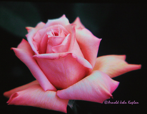 Pink-Rose--2.jpg