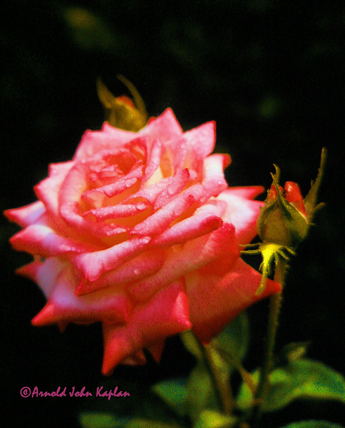 Pink-Rose-wth-Two-Buds.jpg