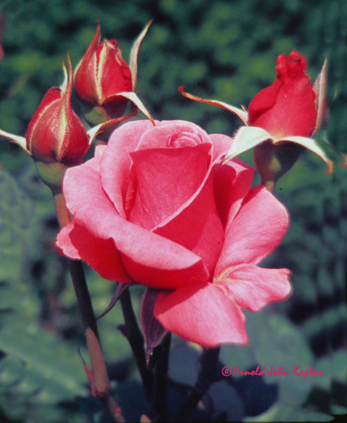 PinkRose-and-Buds-300dpi.jpg