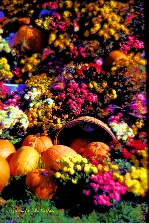 Pumpkins-and-Flowers.jpg