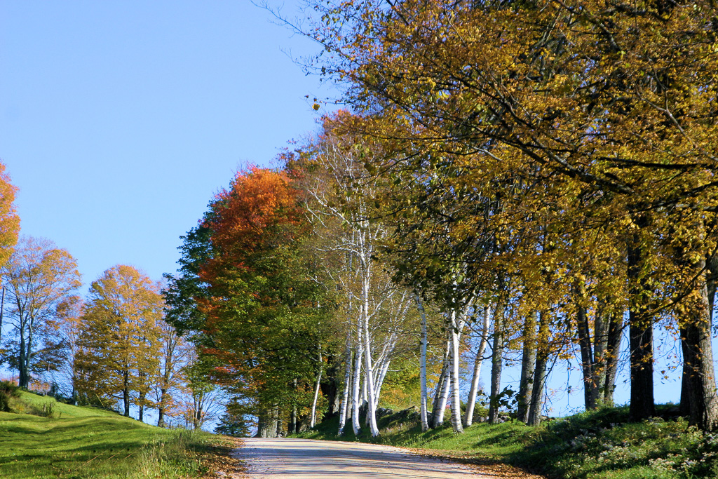 Vermont-Birches.jpg