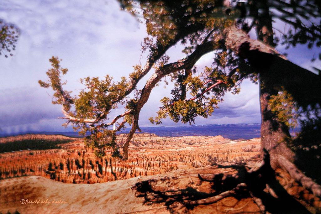 Bryce-CanyonOld-Tree-Scenic--25--300dpi.jpg