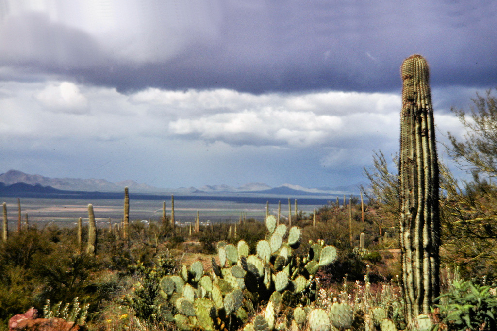 Saguaro-Nat'l-Park-3.jpg