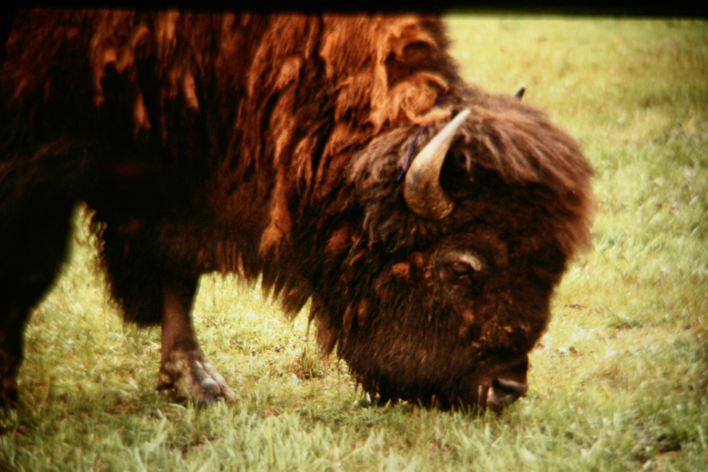 Z-Yellowstone-Buffalo--1_0119.jpg