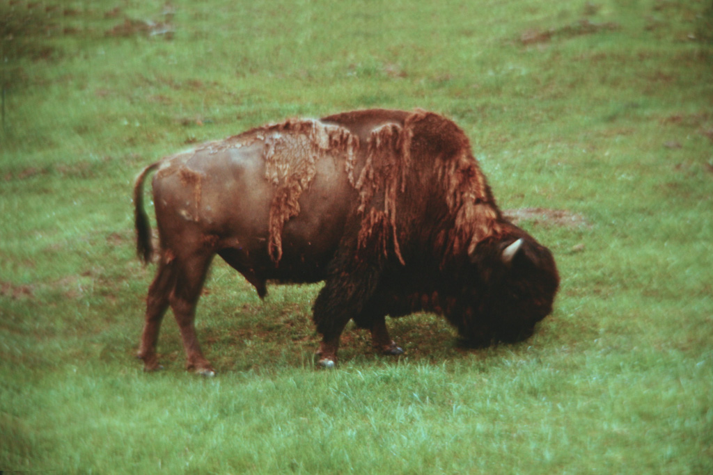 Z-Yellowstone-Buffalo--2_0143.jpg